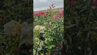 Rose Plant collection worldnurserygarden a1nurserygarden [upl. by Conney]