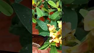 Sreesviews 🦋🦋🦋 shorts shortsfeed butterfly garden [upl. by Longerich]