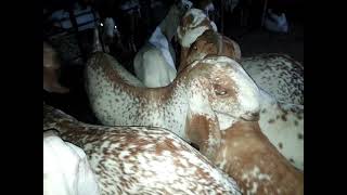 Living in a Cow Mandi for 24 Hours Full Day and Night Mawashi Mandi Roadies Tv Two Lac Ka Bakra WOW [upl. by Wailoo]