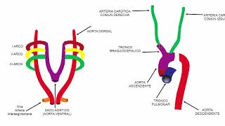 Desarrollo embriológico del sistema arterial [upl. by Gilly]