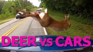 Deer vs Cars  Ultimate Dash Cam Fails Compilation [upl. by Peskoff]