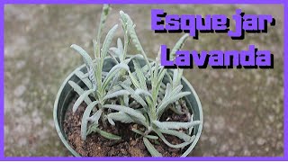 Reproducir Lavanda por esquejes [upl. by Eenat]