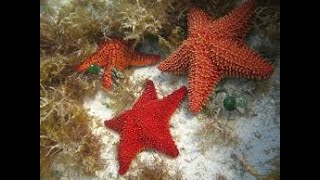 Have You Ever Seen Starfish Moving  Watch it [upl. by Eitisahc377]