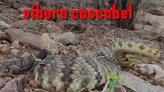 Vibora cascabel crotalus molossus [upl. by Anawit]