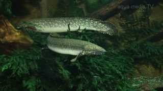 Aktivurlaub in Thüringen  Exotarium Oberhof [upl. by Llerdnam834]