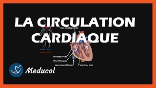 La Circulation Cardiaque  La Circulation du Sang dans le Coeur [upl. by Gris]