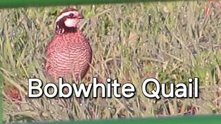 Bobwhite Quail Calling Season 3 episode 5 [upl. by Orlina40]