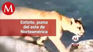 Declaran extinto al puma del este de Norteamérica [upl. by Atinal]