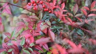 Nandina Domestica  planteztopfr [upl. by Oinimreh323]