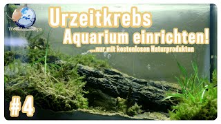 Urzeitkrebsaquarium einrichten Kostenlos mit Naturprodukten  Triops Spektrum [upl. by Toms76]