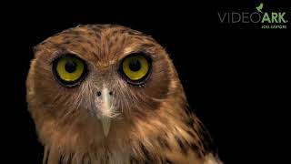 A Northern Philippine eagleowl Bubo philippensis philippensis at the Avilon Zoo [upl. by Amalle]