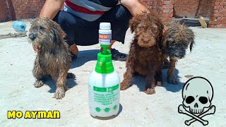 Ticks and their treatment for puppies The Dodo animals puppy dogs puppys dog k1 viral [upl. by Anitrebla285]