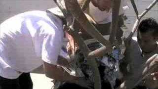 Urban Gardens  Transplanting a Plumeria Tree [upl. by Roon]