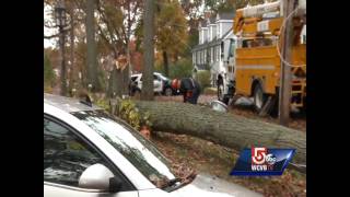 Uncut Tree falls across Route 9 in Wellesley [upl. by Yrrehc]