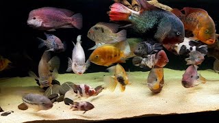 1100 liter American cichlid tankBreidohri festae bocourti pearsei hartwegi zonatus regani [upl. by Tinya]