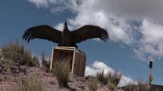 Rescued condor released into the wild [upl. by Ingold577]