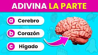 Identifica las PARTES y ÓRGANOS del Cuerpo por la IMAGEN 🫁🤔✅  Test del Cuerpo Humano🧍‍♂️🧍‍♀️ [upl. by Hayyim]