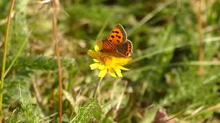 Ravensthorpe Reservoir butterflies and nature in the heart of Northamptonshire [upl. by Ita]