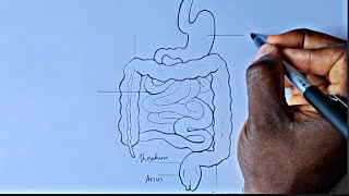 How To Draw Diagram of Small and Large Intestine [upl. by Anaira976]