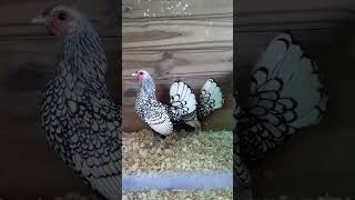 ShortsReelsSilverSebright Chickens sikderpigeonbd foryou chicken rooster hen crowing farm [upl. by Horner153]