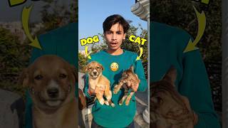 Billi Aur Puppy Ki Ladai 💀😨 Mini Vlog shorts minivlog ashortaday vlog tranding cat cats dog [upl. by Irahk]