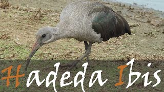 Hadada Hadeda Ibis Bird Call amp Birding Video  Sunset Dam Kruger Park  Stories Of The Kruger [upl. by Oisangi573]