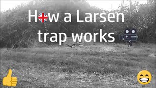 How a Larsen trap works [upl. by Kramnhoj]