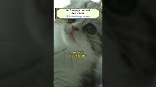 11  le toilettage mutuel cat cute learning [upl. by Htenek]