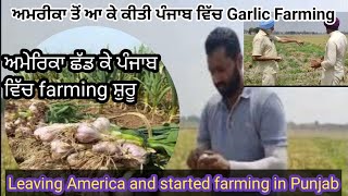 Garlic farming started in Punjab after coming from America punjab garlicfarming usa [upl. by Koal667]