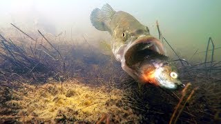 Underwater Video Do Bass Eat Bluegill Swimbaits [upl. by Nahtnaoj]