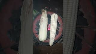 ROASTING MAIZE FRESH FROM THE FARM [upl. by Notsirhc]