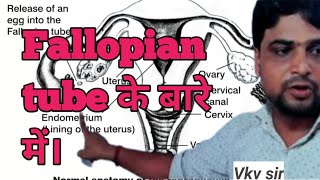 Fallopian anatomyfallopian tube ke bare meफेलोपियन नलिका।जीव विज्ञान। Vkv sir [upl. by Drofnil742]