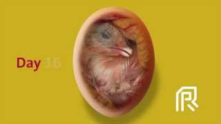 Embryonic development of the chicken [upl. by Elyn]