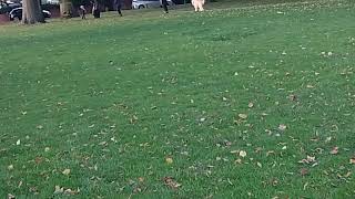 The two videos at Bearwood lightwoods park the two dogs and Shakespeares Garden Oct 3 20241 [upl. by Airotna]