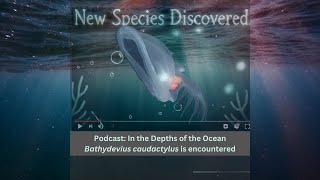 Podcast New Discovery in the Deep Depths of the Ocean [upl. by Olympie352]