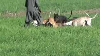 Pig Hunting Video in pakistan Wild boar hunting with dogs hog hunting soor ka shikar [upl. by Levenson606]