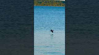 Cormorant flying shortsfeed nature cormorant birds birding birdslover shorts short [upl. by Antoinetta321]