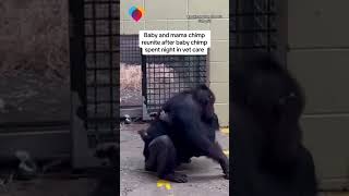 Baby and mama chimp reunited after night in vet care shorts [upl. by Nancey]