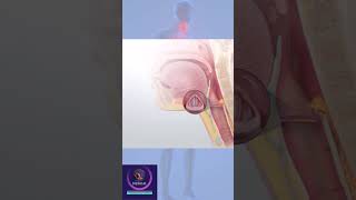 Laryngopharyngeal reflux shorts education [upl. by Anasor]