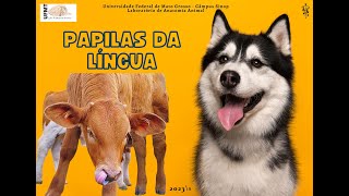 Papilas da língua dos animais [upl. by Milzie382]