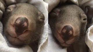 OMG You Wont Believe How Cute These Wombats Are [upl. by Inait]