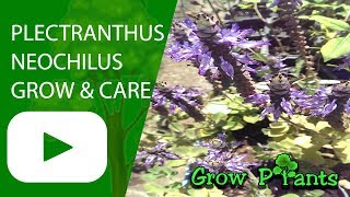 Plectranthus neochilus  grow amp care  ground cover [upl. by Annaihs]