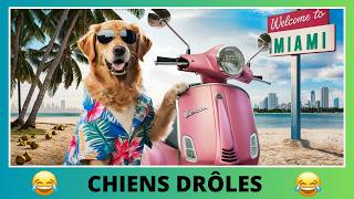 Chiens drôles qui vous feront rire  Compilation de chiens hilarants 🤣🐶 Funny Dog Compilation [upl. by Allveta328]