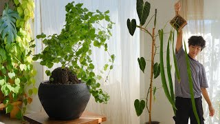 Unique Houseplants for any Collection  favorite plants August 2022 [upl. by Nykal]