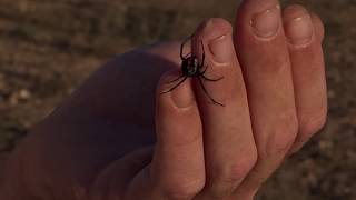 viuda negra black widow Latrodectus tredecimguttatus [upl. by Shoemaker830]