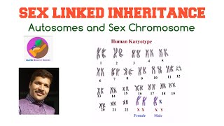 Sex Linked Inheritance Autosomes and Sex chromosomes [upl. by Thaxter200]