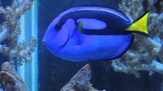 Keeping a Blue Tang in a Reef Aquarium [upl. by Boyse]