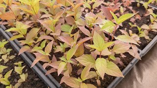 Growing Red Osier Dogwood From Seed [upl. by Llehcam106]