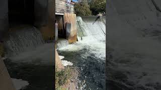 Salmon Migration at Port Hope 1 [upl. by Airb]