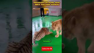 Persahabatan Manis Anak Singa dan Anak Harimau [upl. by Nnagem754]